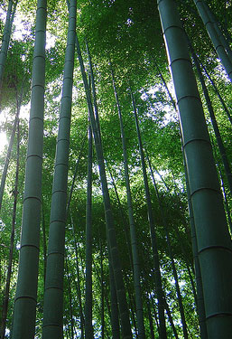 bambuparketti